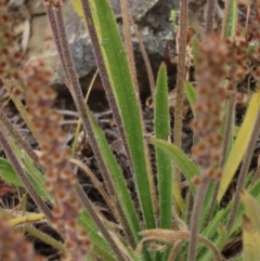 Plantago gaudichaudii at Dry Plain, NSW - 17 Dec 2022 02:51 PM