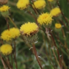 Leptorhynchos elongatus (Lanky Buttons) at Top Hut TSR - 17 Dec 2022 by AndyRoo