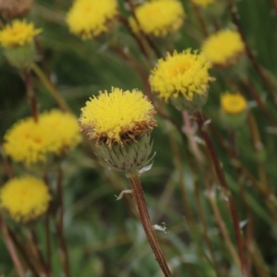 Leptorhynchos elongatus (Lanky Buttons) at Top Hut TSR - 17 Dec 2022 by AndyRoo