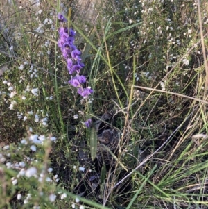 Hovea heterophylla at Majura, ACT - 20 Aug 2023 04:20 PM