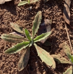 Plantago varia (Native Plaintain) at Mount Majura - 20 Aug 2023 by waltraud