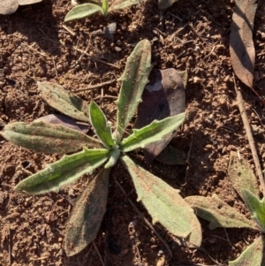 Plantago varia at Majura, ACT - 20 Aug 2023 04:25 PM