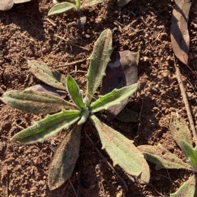 Plantago varia (Native Plaintain) at Mount Majura - 20 Aug 2023 by waltraud