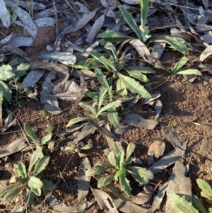 Plantago varia at Majura, ACT - 20 Aug 2023