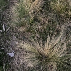 Nassella trichotoma (Serrated Tussock) at Watson, ACT - 20 Aug 2023 by waltraud