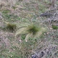 Nassella trichotoma (Serrated Tussock) at The Fair, Watson - 21 Aug 2023 by waltraud