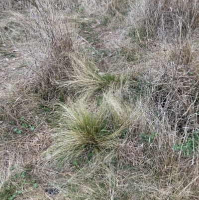 Nassella trichotoma (Serrated Tussock) at The Fair, Watson - 21 Aug 2023 by waltraud