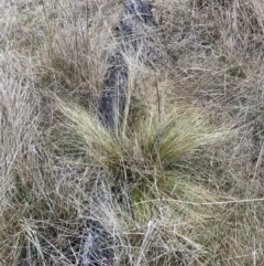 Nassella trichotoma at Watson, ACT - 21 Aug 2023