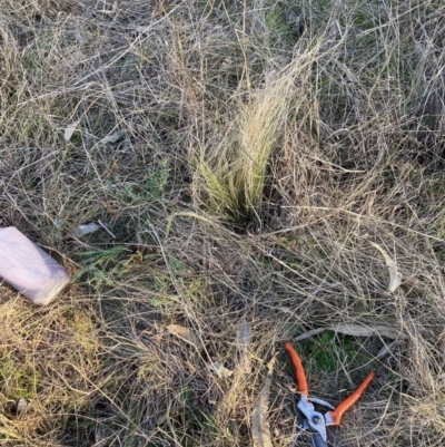 Nassella trichotoma (Serrated Tussock) at The Fair, Watson - 21 Aug 2023 by waltraud