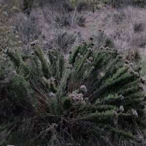 Chrysocephalum semipapposum at Watson, ACT - 21 Aug 2023