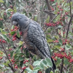 Callocephalon fimbriatum at Phillip, ACT - 22 Aug 2023