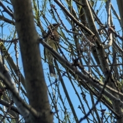 Acanthagenys rufogularis at Canowindra, NSW - 19 Aug 2023 09:58 AM