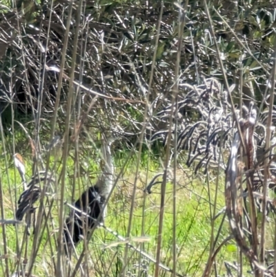 Ardea pacifica (White-necked Heron) at Canowindra, NSW - 19 Aug 2023 by stofbrew