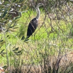 Ardea pacifica at Canowindra, NSW - 19 Aug 2023