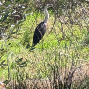 Ardea pacifica at Canowindra, NSW - 19 Aug 2023 10:41 AM