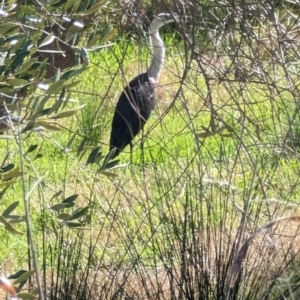 Ardea pacifica at Canowindra, NSW - 19 Aug 2023