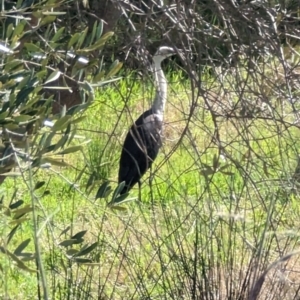 Ardea pacifica at Canowindra, NSW - 19 Aug 2023