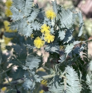 Acacia baileyana at Broadway, NSW - 21 Aug 2023