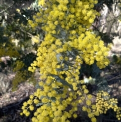 Acacia baileyana at Broadway, NSW - 21 Aug 2023