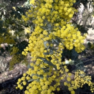 Acacia baileyana at Broadway, NSW - 21 Aug 2023