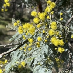 Acacia dealbata (Silver Wattle) at Broadway, NSW - 21 Aug 2023 by JaneR