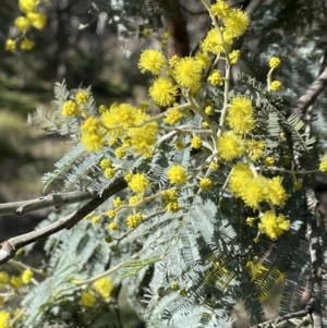 Acacia dealbata at Broadway, NSW - 21 Aug 2023