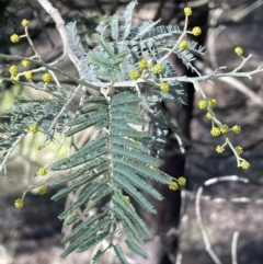 Acacia dealbata at Broadway, NSW - 21 Aug 2023