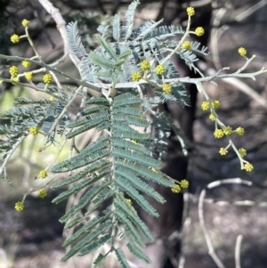 Acacia dealbata at Broadway, NSW - 21 Aug 2023 02:42 PM