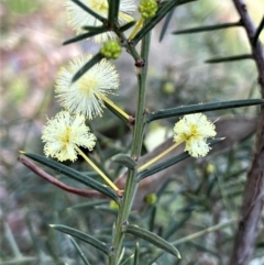 Acacia genistifolia (Early Wattle) at Broadway, NSW - 21 Aug 2023 by JaneR