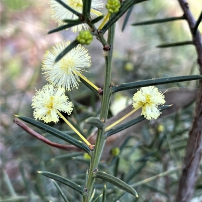 Acacia genistifolia (Early Wattle) at Broadway, NSW - 21 Aug 2023 by JaneR