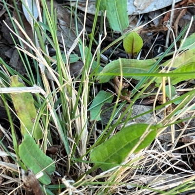 Rumex brownii (Slender Dock) at Higgins, ACT - 20 Aug 2023 by Untidy