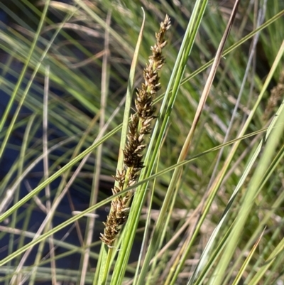 Carex appressa (Tall Sedge) at Broadway, NSW - 21 Aug 2023 by JaneR