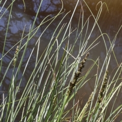 Carex appressa at Broadway, NSW - 21 Aug 2023