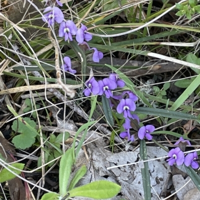 Hovea heterophylla (Common Hovea) at Broadway TSR N.S.W. - 21 Aug 2023 by JaneR