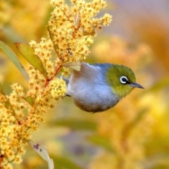 Zosterops lateralis (Silvereye) at Chapman, ACT - 19 Aug 2023 by ChrisAppleton