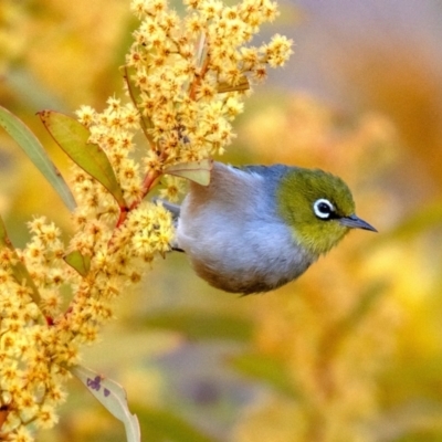 Zosterops lateralis (Silvereye) at Cooleman Ridge - 19 Aug 2023 by ChrisAppleton