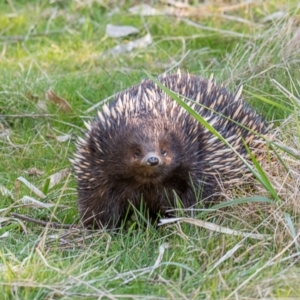 Tachyglossus aculeatus at Tuggeranong, ACT - 21 Aug 2023 03:48 PM