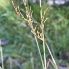 Juncus remotiflorus (A Rush) at Broadway TSR N.S.W. - 21 Aug 2023 by JaneR