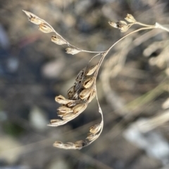 Juncus remotiflorus at Broadway, NSW - 21 Aug 2023