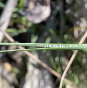 Juncus remotiflorus at Broadway, NSW - 21 Aug 2023 01:45 PM