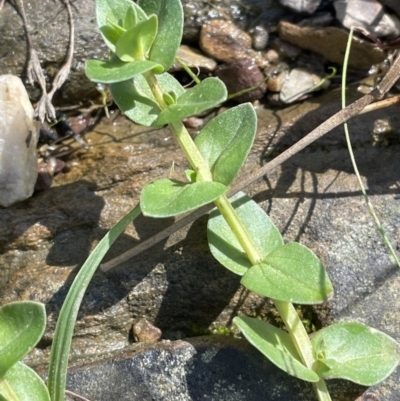 Gratiola peruviana (Australian Brooklime) at Broadway TSR N.S.W. - 21 Aug 2023 by JaneR