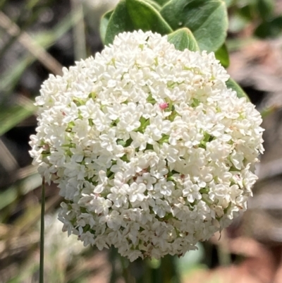 Platysace lanceolata (Shrubby Platysace) at Jerrawangala National Park - 15 Mar 2023 by AnneG1