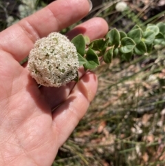 Platysace lanceolata at Jerrawangala, NSW - 15 Mar 2023 12:30 PM