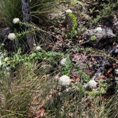 Platysace lanceolata at Jerrawangala, NSW - 15 Mar 2023