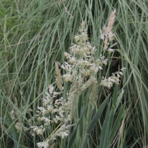 Holcus lanatus at Tuggeranong, ACT - 25 Feb 2023