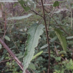 Gynatrix pulchella (Hemp Bush) at Bullen Range - 25 Feb 2023 by michaelb