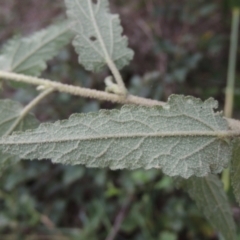 Gynatrix pulchella at Tuggeranong, ACT - 25 Feb 2023