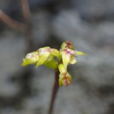 Corunastylis pumila (Green Midge Orchid) at Vincentia, NSW - 16 Mar 2023 by AnneG1