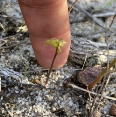 Corunastylis pumila at Vincentia, NSW - 16 Mar 2023