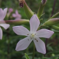 Saponaria officinalis (Soapwort, Bouncing Bet) at Bullen Range - 25 Feb 2023 by michaelb